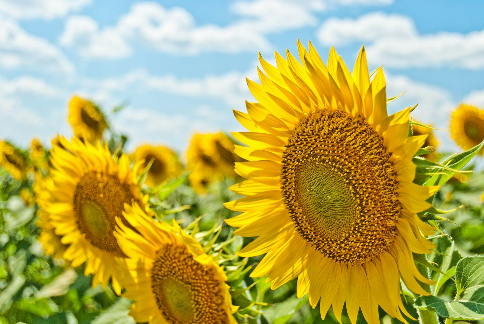 yellow sunflowers during daytime-Online Flower Delivery