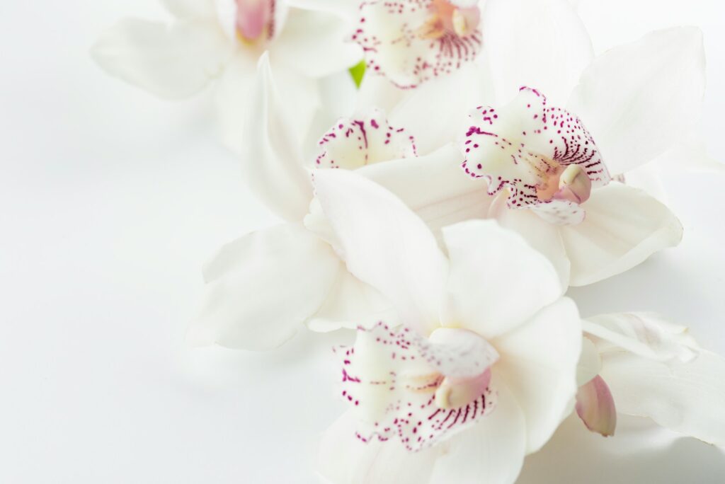 white-and-purple orchid flowers- Flowers for All Occasions